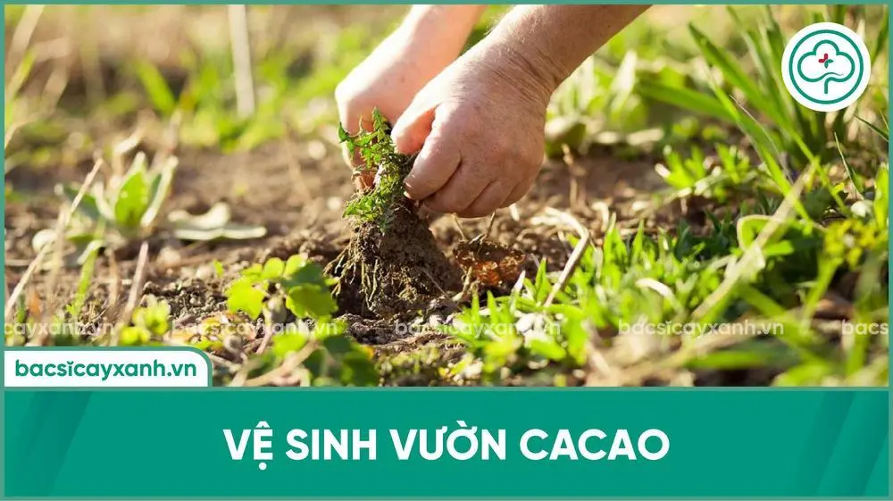 Vệ sinh vườn cacao sau thu hoạch